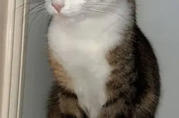 Animaux perdus , photo: Chatte tricolore 1 an perdue à Montertelot