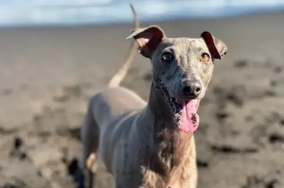 ¡Perdido! Galgo Italiano en Mirador Sierra