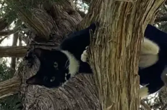 Lost Tuxedo Cat: Lakewood Village