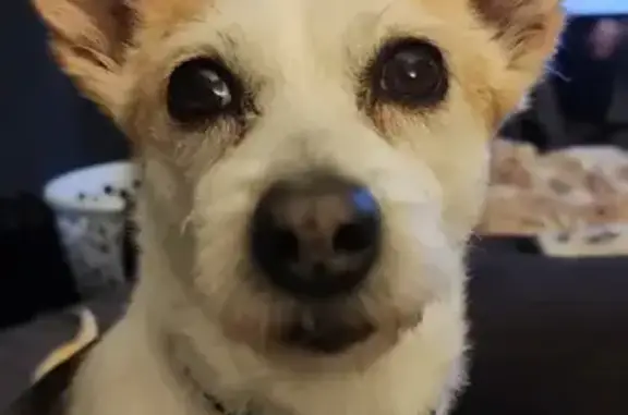 Lost Dog: White with Unique Markings