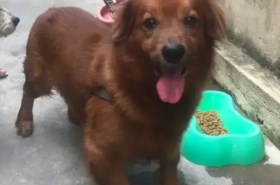 cachorro encontrada