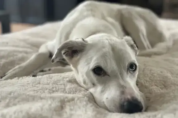 Lost Dog: White with Black Spots, 15 Yrs