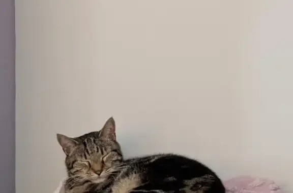 Lost Tabby Cat: Friendly & Vocal, Timsbury