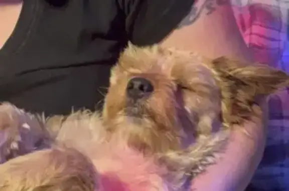 Missing dog , photo: Lost Yorkie: Brownish Red in Russellville