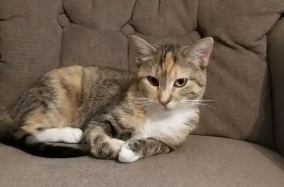Missing cat Conway, photo: Lost Cat: Black & Orange Torti, Conway