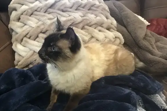 Found cat Meridian, photo: Friendly Siamese Mix Cat Found in Boise