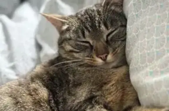 Chat tigré perdu à Nuillé-sur-Vicoin - photo