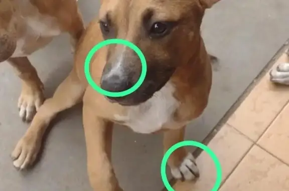 cachorro desaparecida