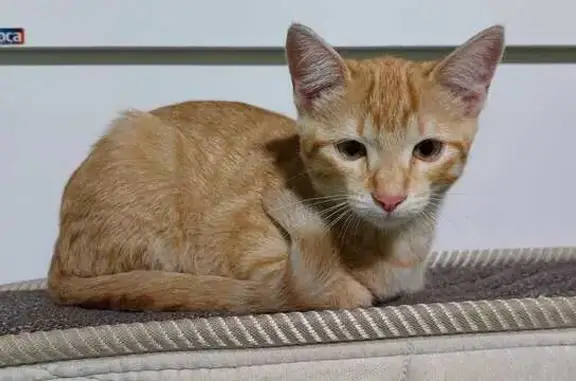 gato desaparecida