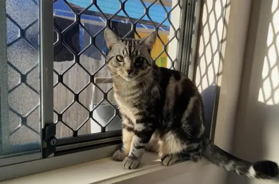 Lost Grey Tabby Near Kallangur Vet