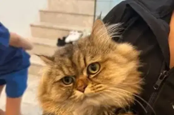 Missing cat Sydney, photo: Lost Cat in Orchardleigh St, Sydney