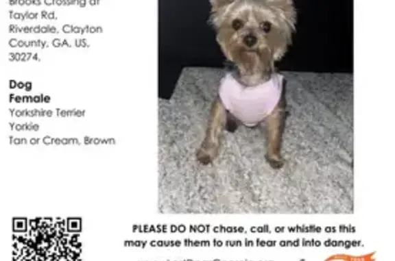 Lost Brown & Grey Dog in Riverdale