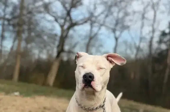 Lost Dog: Friendly White Pup, Black Ears