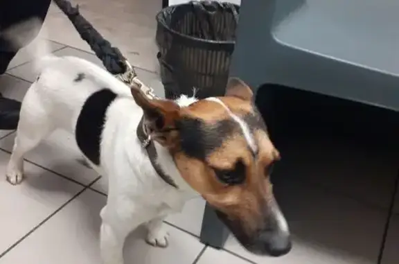 Animaux trouvés , photo: Chien type Jack Russel trouvé à Trélissac