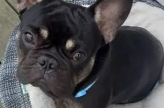 Lost Dog: Black with White Chest Spot