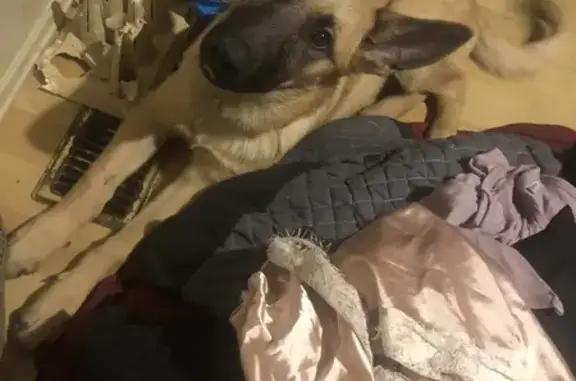 Lost Dog 'Roo' - Reward Offered!