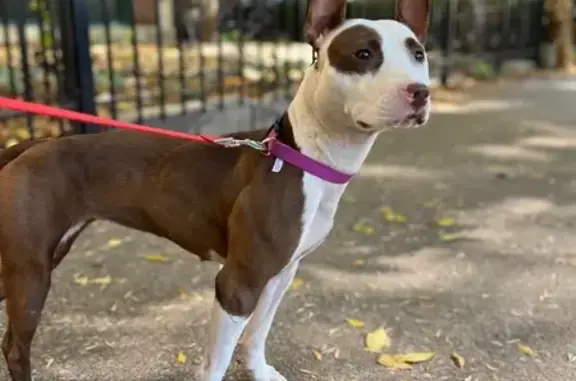 Found dog Chicago, photo: Found: Brown & White Dog, West 110th St.