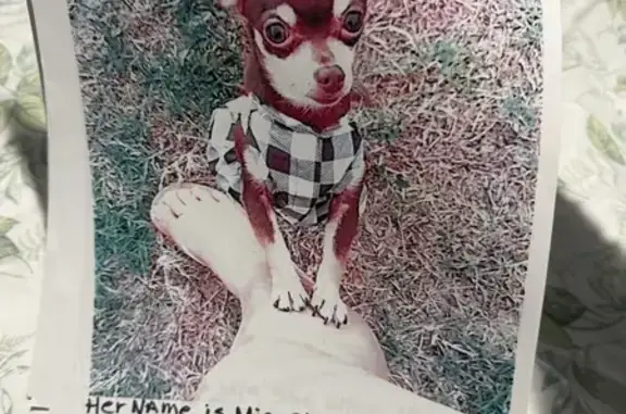 Lost Friendly Dog on Palm Drive, Fort Myers