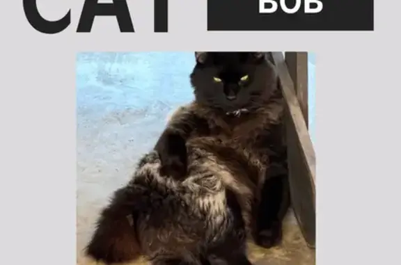 Lost Cat: Bob-Tail Black & Gray in Elmore