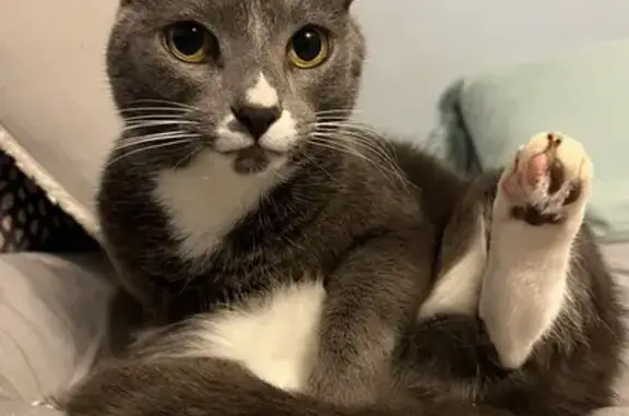 Lost Gray Cat Gracie in Centereach, NY
