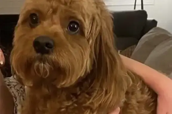 Help Find Skittish Cavapoo Tucker!