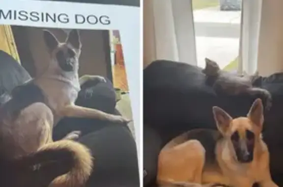 Missing dog Toledo, photo: Lost Skittish German Shepherd in Toledo