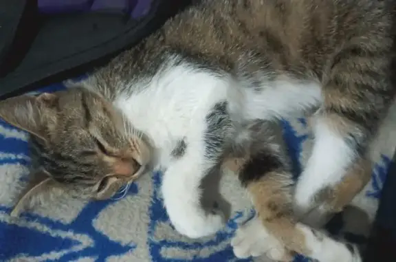 ¡Ayuda! Perdidas gatitas Coco...