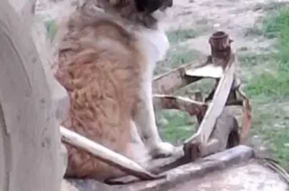 Lost Great Pyrenees Mix on Trail