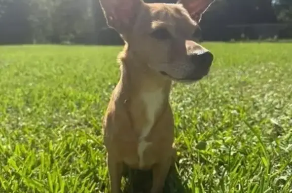 Lost Chihuahua: Light Brown, W...