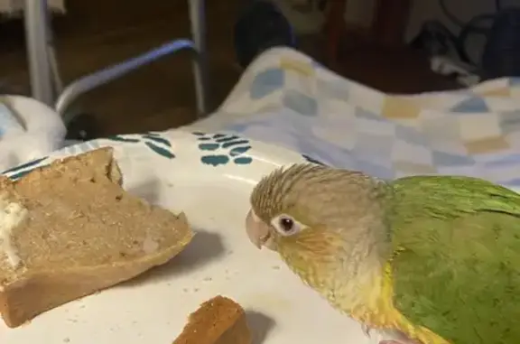 Lost Parakeet: Hope Needs Your Help!