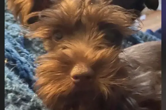 Lost Mini Schnauzer on 55th Street