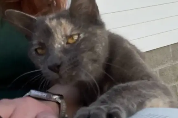 Missing cat Huntington, photo: Lost Cat: Tiny, Vocal, White Marked