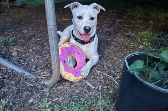 Lost White Pit Mix, Green Collar Found!