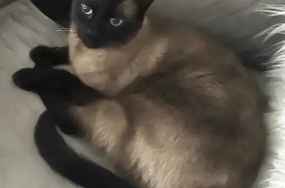 Lost Siamese Cat: Niles, North Ozanam