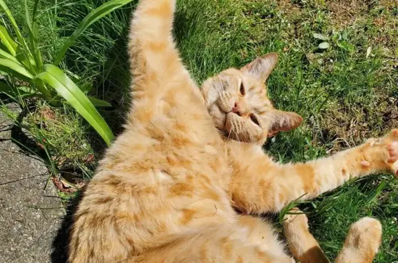 Missing cat Baltic, photo: Lost Orange Tabby in Baltic Heights