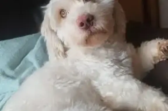 Perro Maltés Blanco Perdido en Morelia