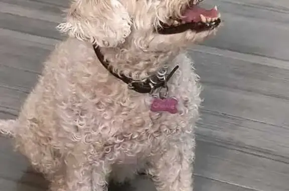 ¡Ayuda! Perro mayor perdido en Querétaro