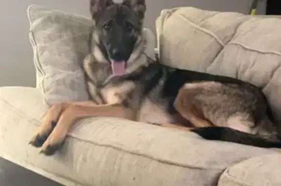 Lost Dog: Black/Tan, Pink Collar, Biter