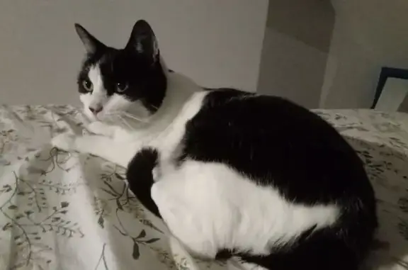 Chat perdu, Olivet, photo: Chatte perdue, noire et blanche, Olivet