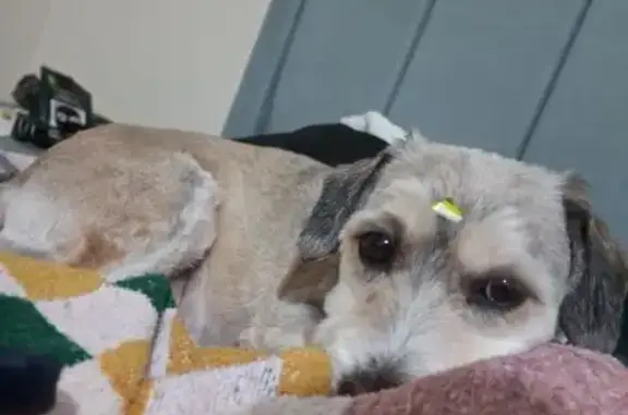 Animales perdidos , foto: Perro perdido en Olivos: noble y sin collar