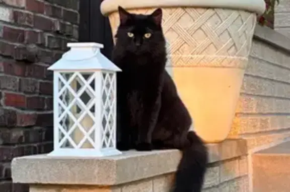 Lost Black Cat: Reward! South Archer Ave
