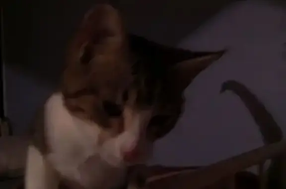 Animaux trouvés Vouillé, photo: Chaton noir et blanc câlin trouvé à Vouillé