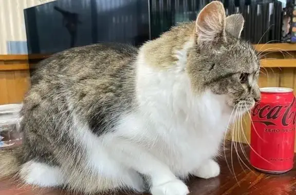 Missing cat Kingborough, photo: Lost Fluffy White-Mane Cat in Kingborough