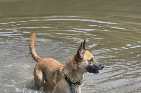 Chien perdu , photo : Malinois beige perdue Rue de la Millière