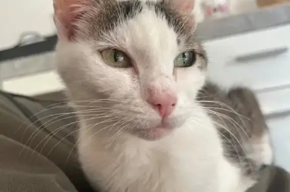 Chat perdue: Blanche tigrée, oreilles coupées - photo