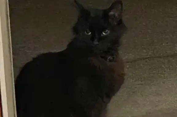 Found cat Citrus Heights, photo: Friendly Fluffy Black Cat Found in Citrus