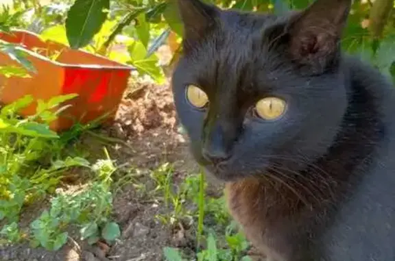 Animaux perdus Trégunc, photo: Chatte noire perdue à Trégunc