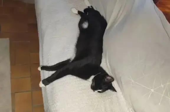 Chat perdu, Bodilis, photo: Chat perdu : Moussmouss, Bodilis, chaussettes