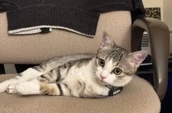 Perdue: Chatte Minette, blanche et grise - photo