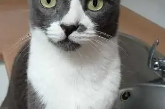 Gatita Gris Perdida en Alcalá de Guadaíra